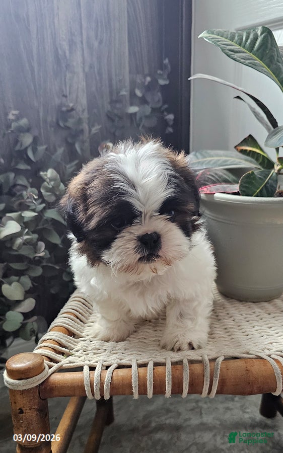 Shih Tzu dogs Rocky - Ad 2