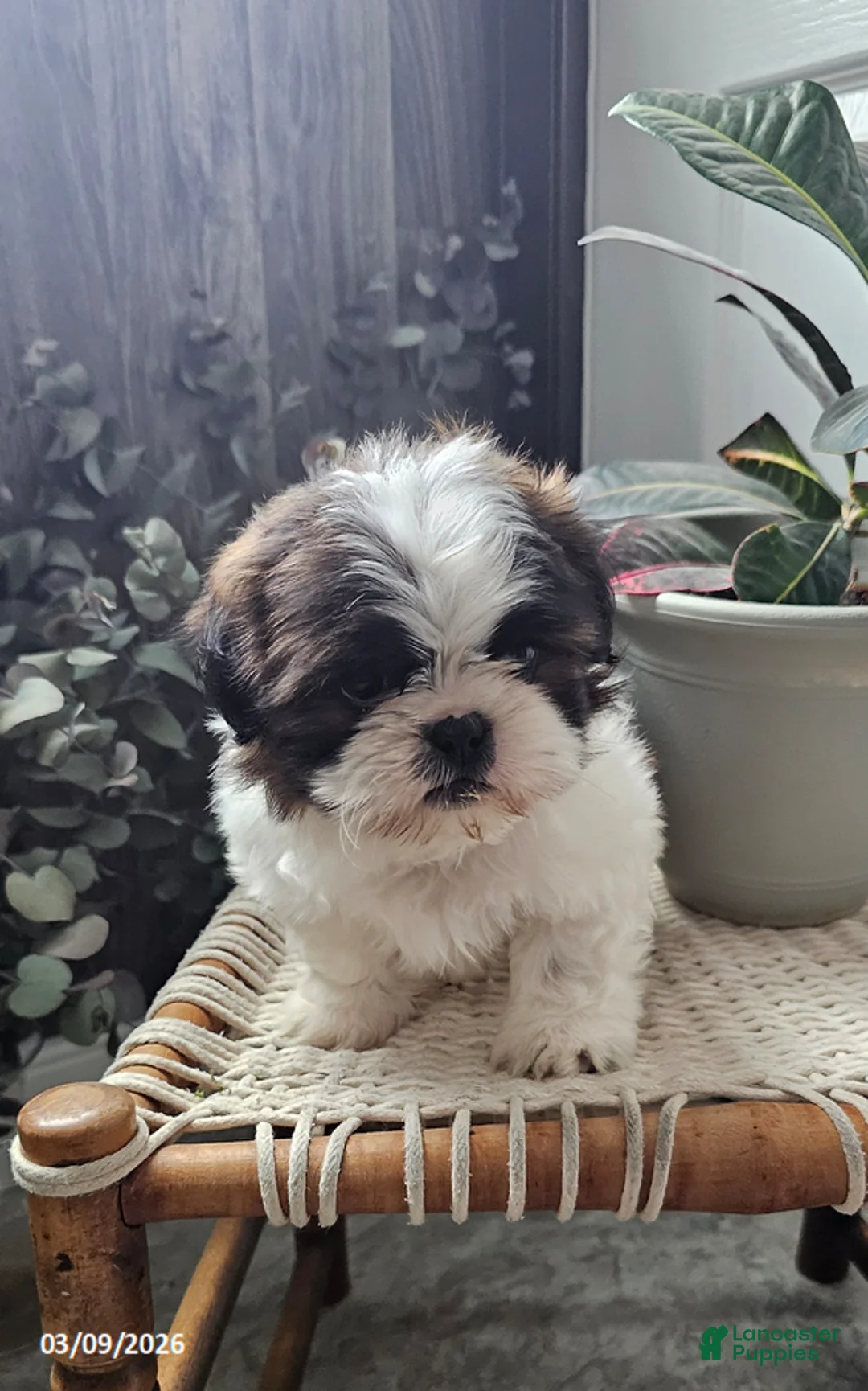 Shih Tzu dogs for sale: Rocky - Ad 2