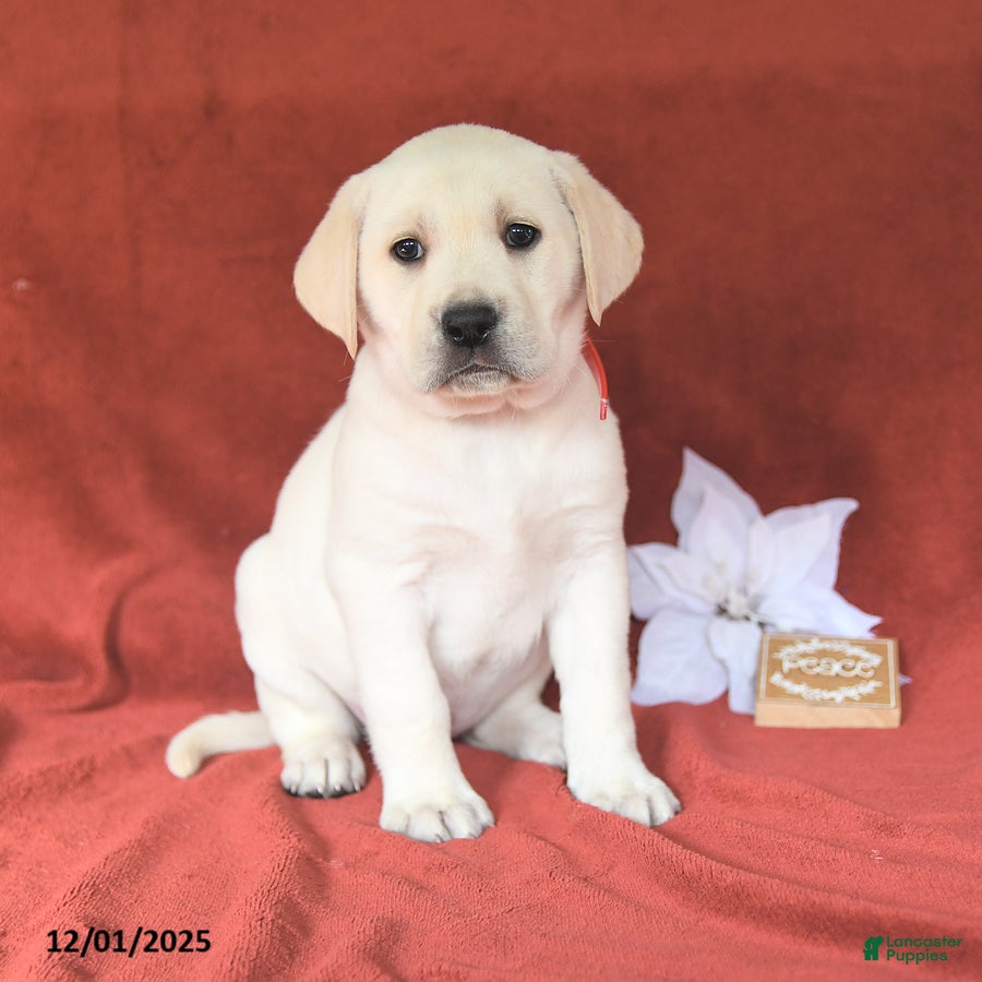 Labrador Retriever dogs Ginger - Ad 20