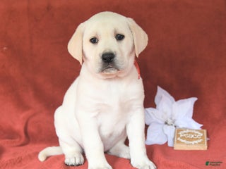 Labrador Retriever dogs Ginger - Ad 22