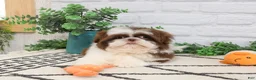 Shih Tzu dogs for sale: Andre  - Ad 3