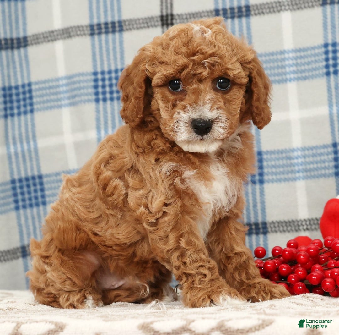 Cavapoo dogs for sale: Joey - Ad 3