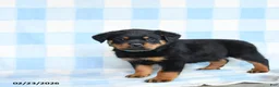Rottweiler dogs for sale: Winston - Ad 3