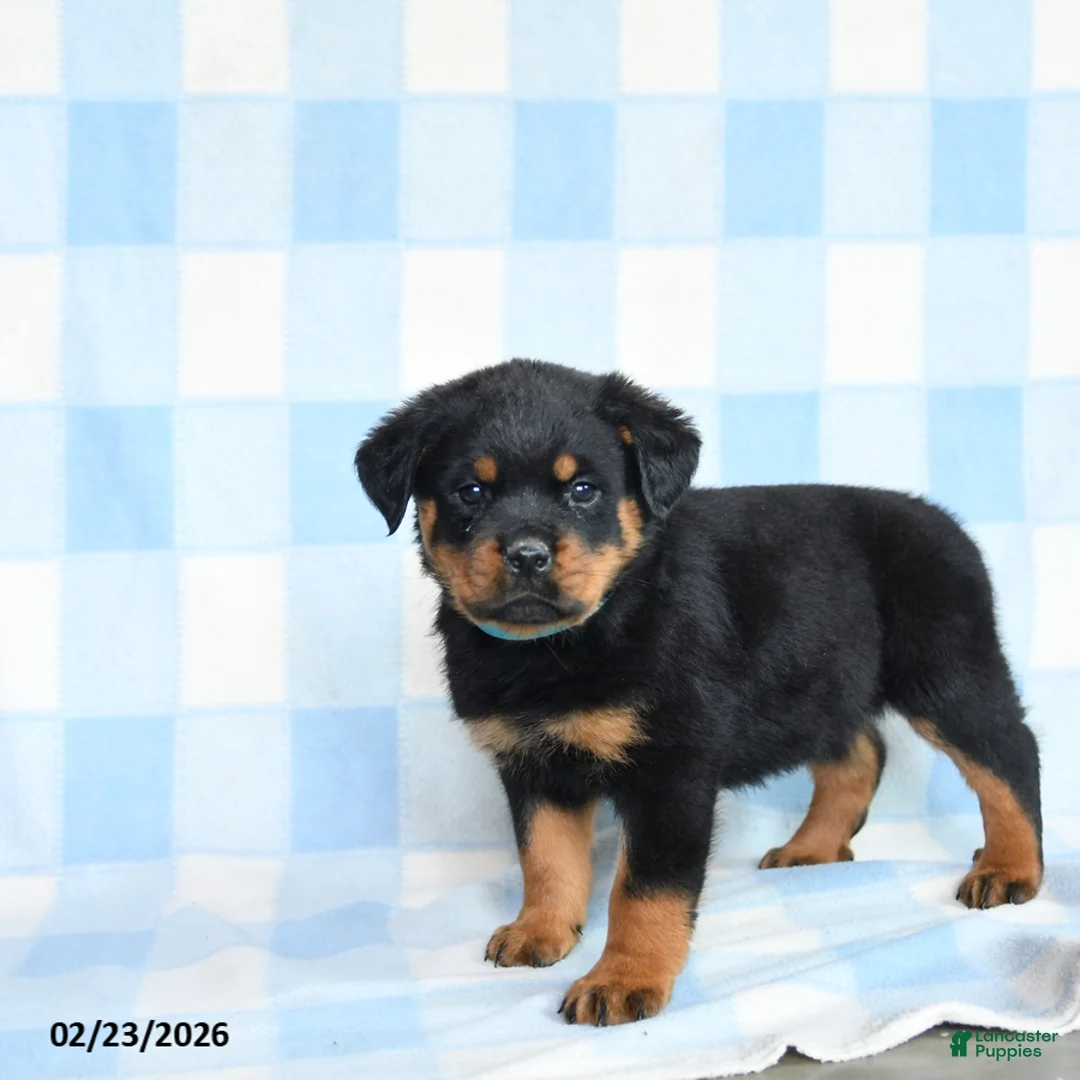 Rottweiler dogs for sale: Winston - Ad 3
