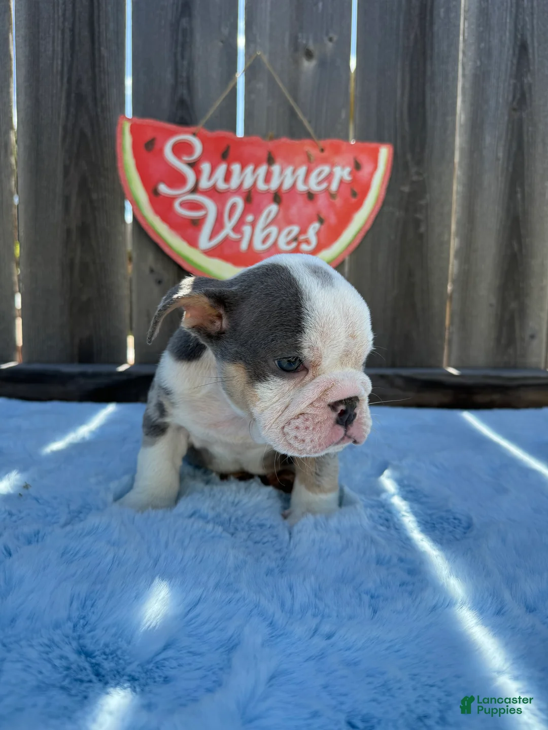 English Bulldog dogs for sale: Zully - Ad 7