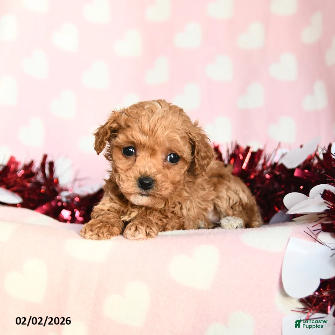 Toy Poodle dogs for sale: Lily - Ad 2