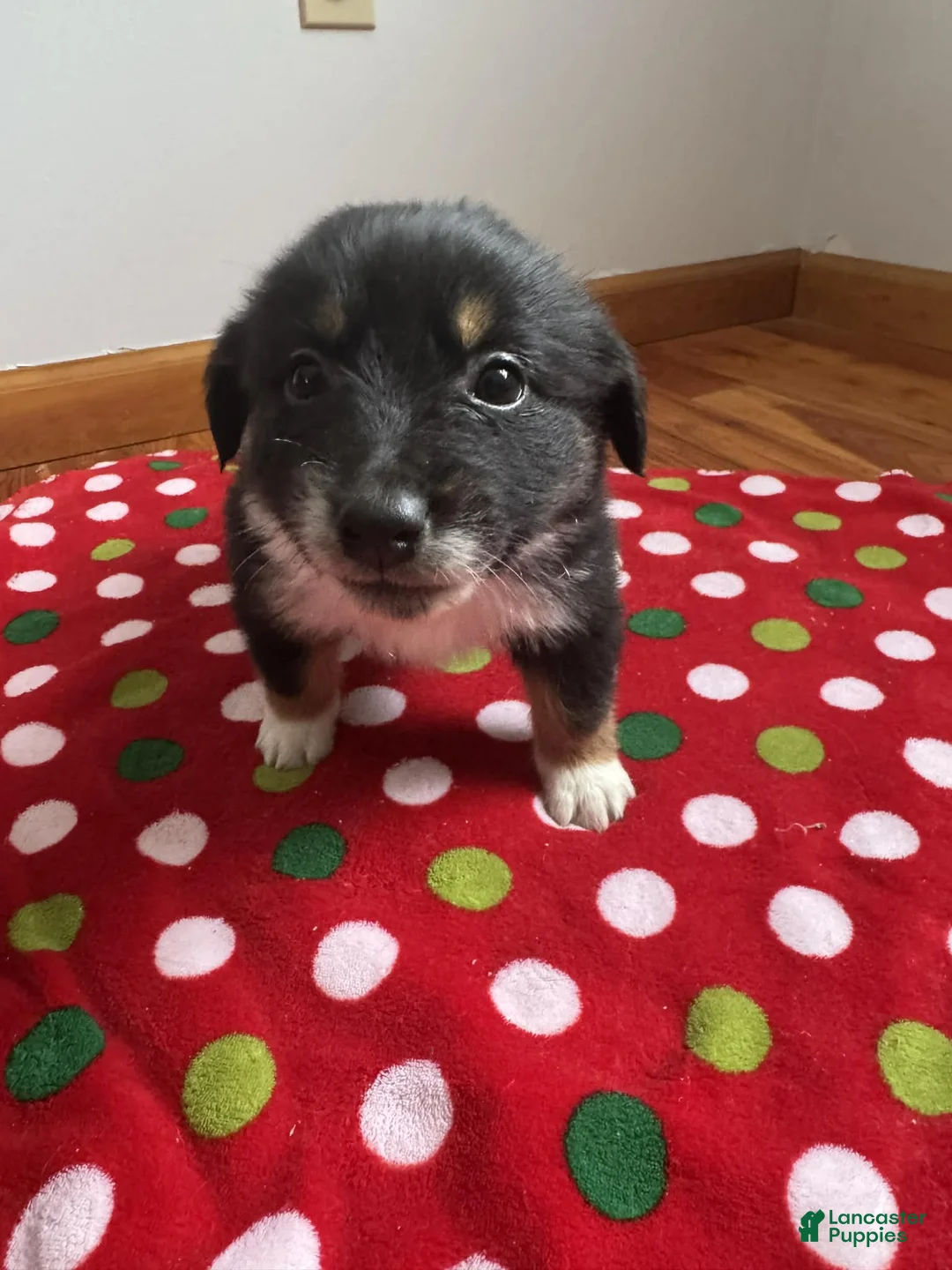 Australian Shepherd dogs for sale: Solstice - Ad 9