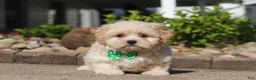 Shihpoo dogs for sale: Trandon - Ad 1