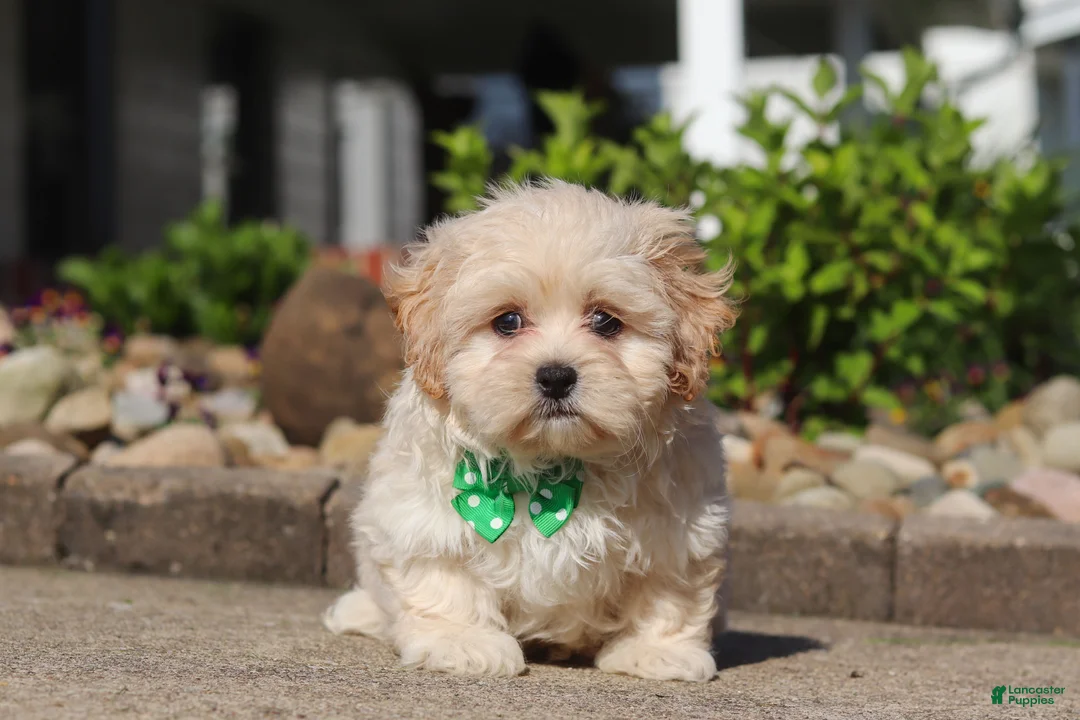 Shihpoo dogs for sale: Trandon - Ad 1