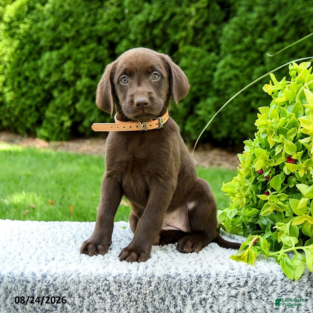 Labrador Retriever dogs Rose  - Ad 2