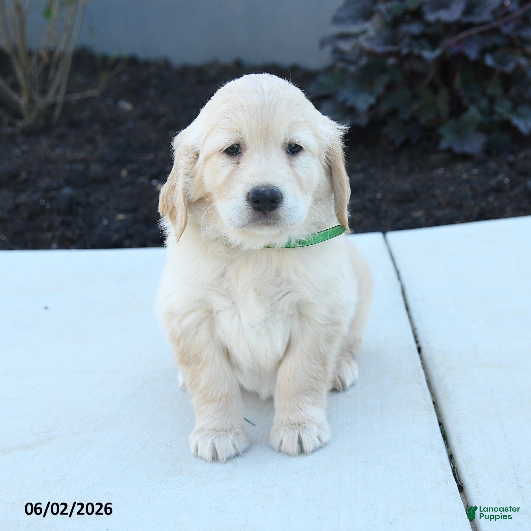 Golden Retriever dogs for sale: Willow - Ad 4