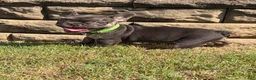 French Bulldog dogs for sale: French Bulldog 5 - Ad 7