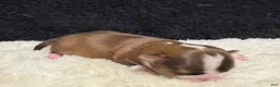 Chihuahua dogs for sale: Chihuahua 2 - Ad 19