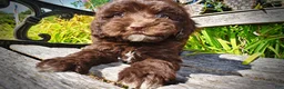 Havapoo dogs for sale: Jolene-LABOR DAY SALE-TAKE $100 OFF!!! - Ad 8