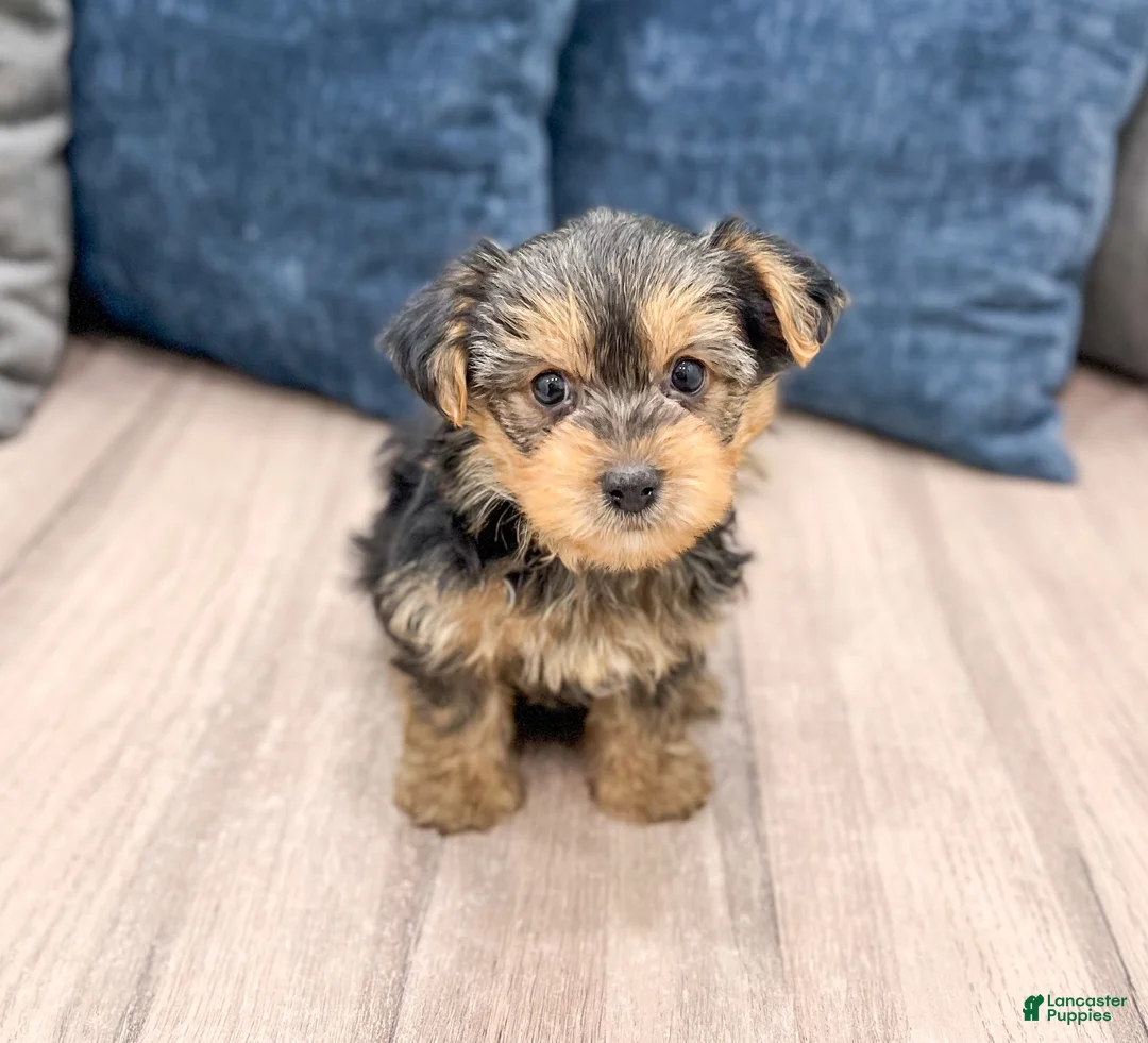 Yorkshire Terrier dogs for sale: Bentley - Ad 1