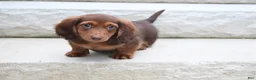 Miniature Dachshund dogs for sale: AKC Deon - Ad 4
