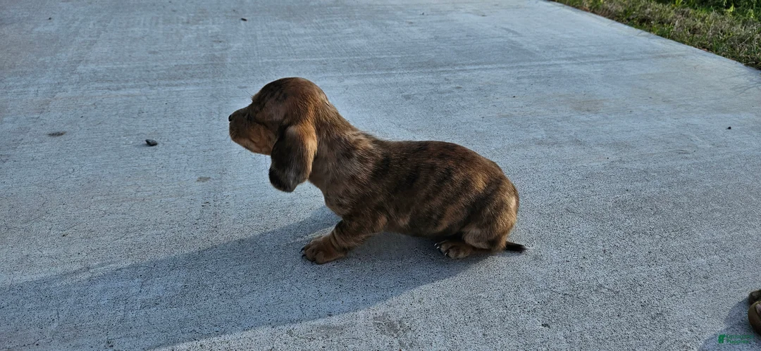 Miniature Dachshund dogs for sale: Birdie  - Ad 2