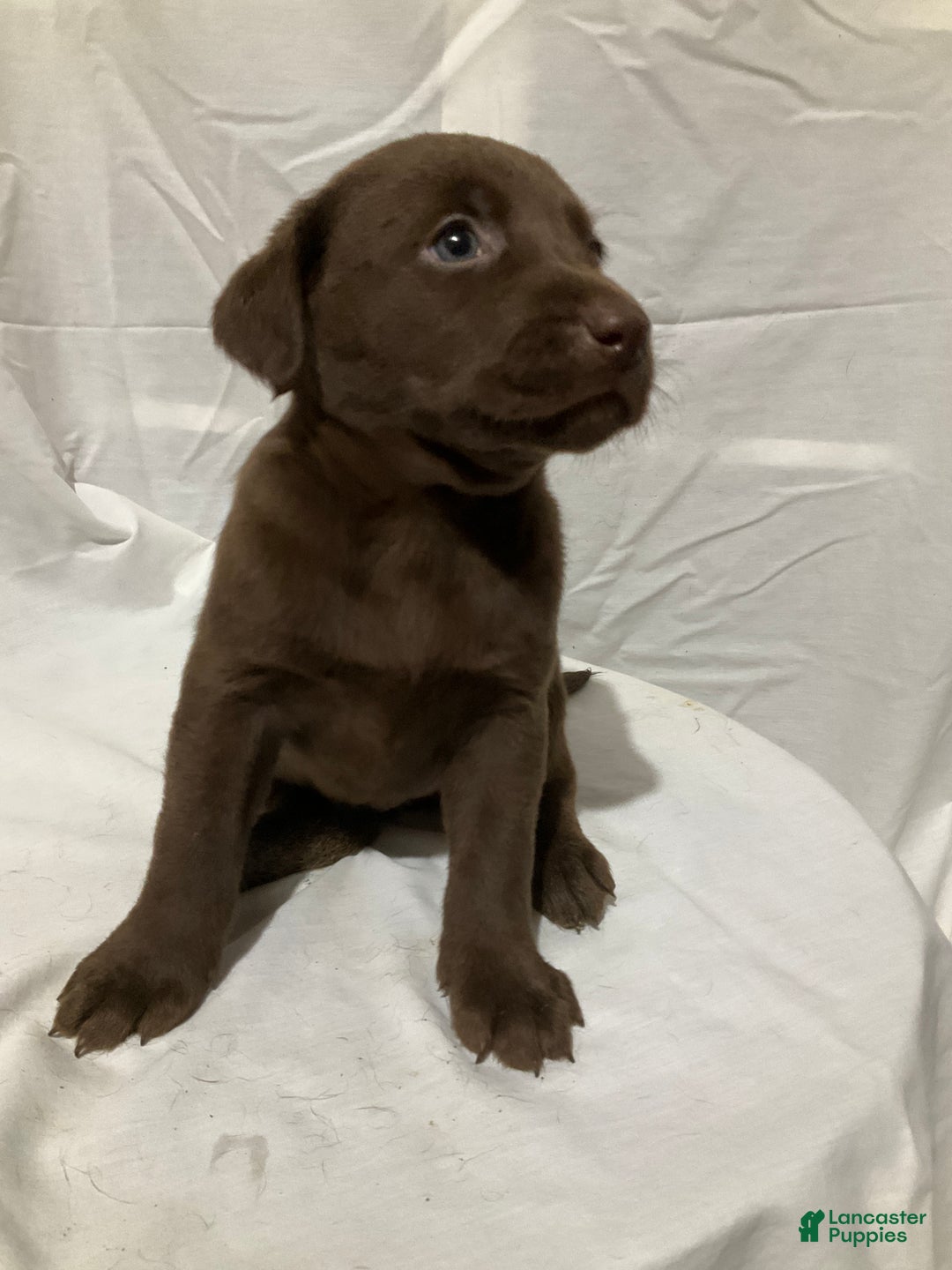 Labrador Retriever dogs for sale: Willow - Ad 5