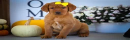 Labrador Retriever dogs for sale: NELLY - Ad 18