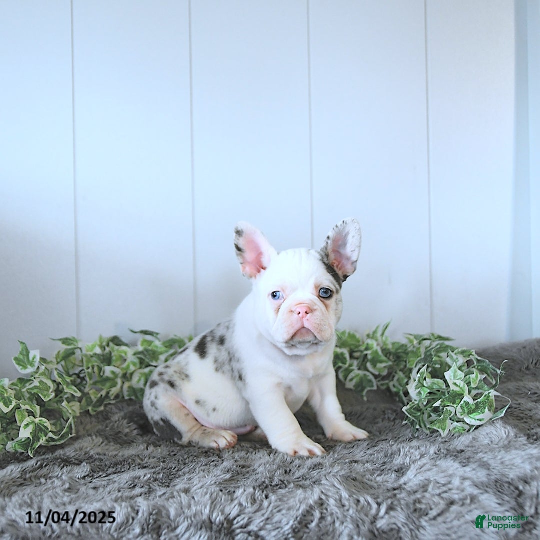 Frug dogs for sale: Max - Ad 2