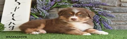 Australian Shepherd dogs for sale: Princess - Ad 5