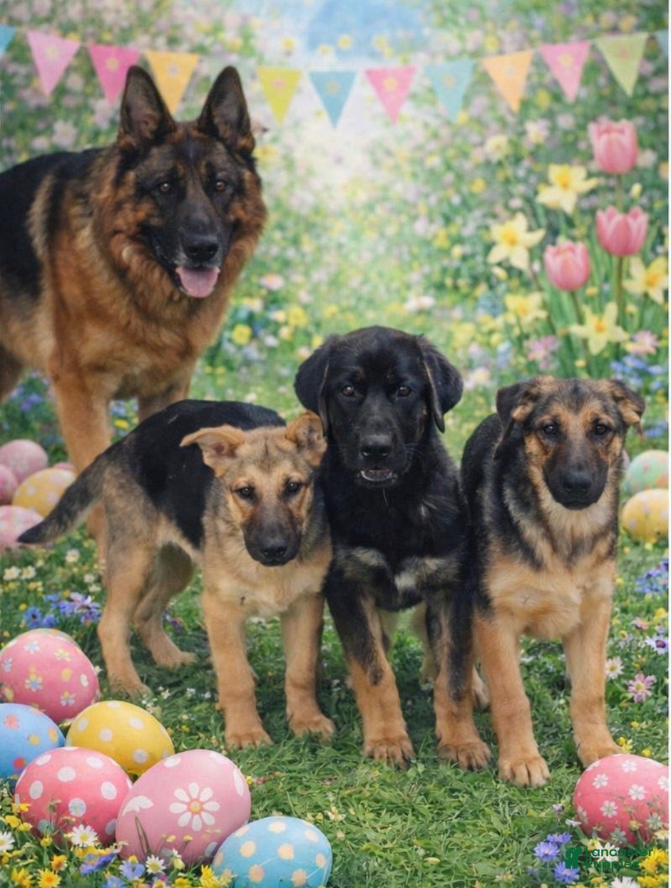 German Shepherd dogs Nova (10) - Ad 1