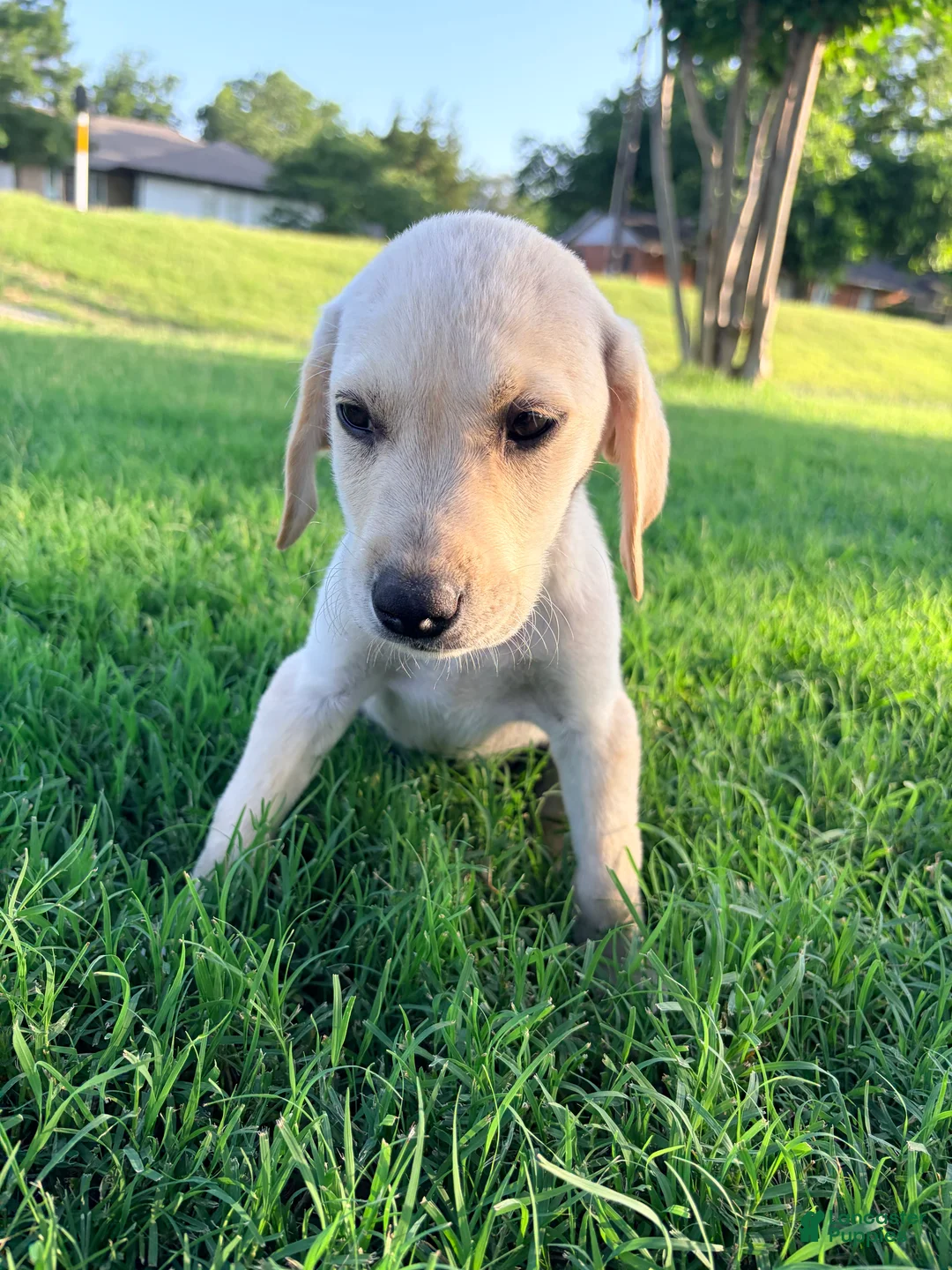 Labrador Retriever dogs for sale: Labrador Retriever 6 - Ad 1