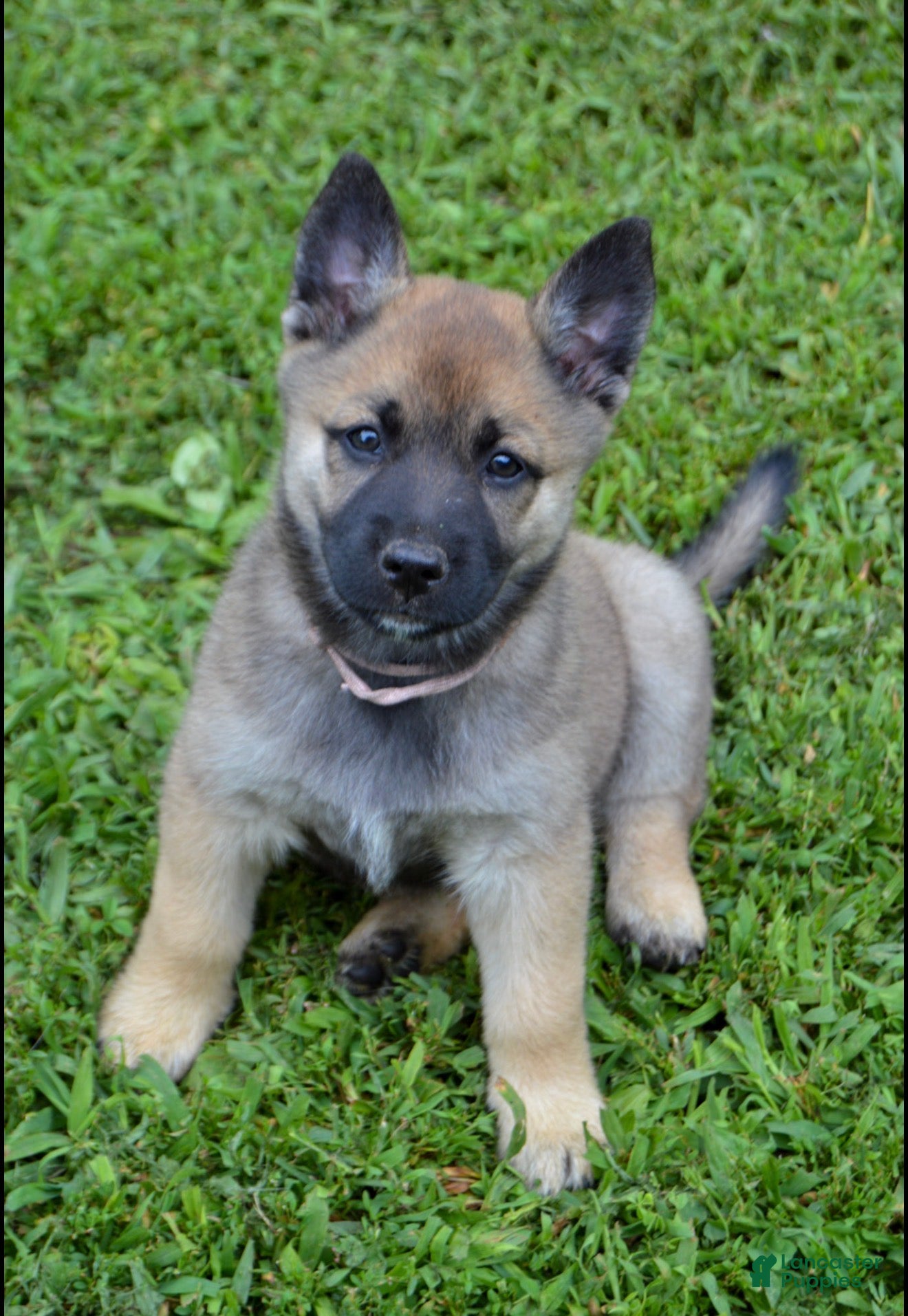 Mixed Breed dogs Scout - Ad 12