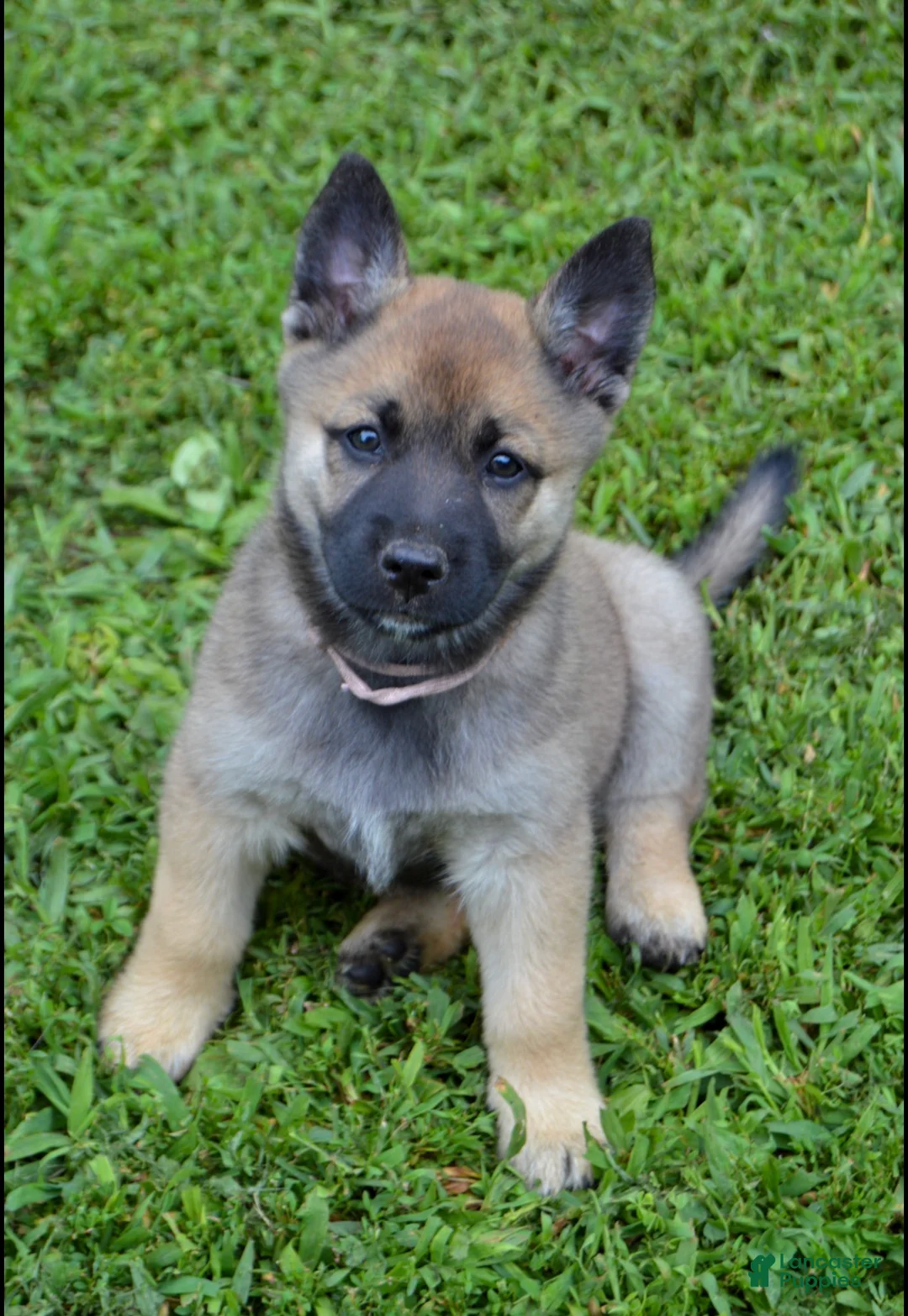 Mixed Breed dogs for sale: Scout - Ad 1