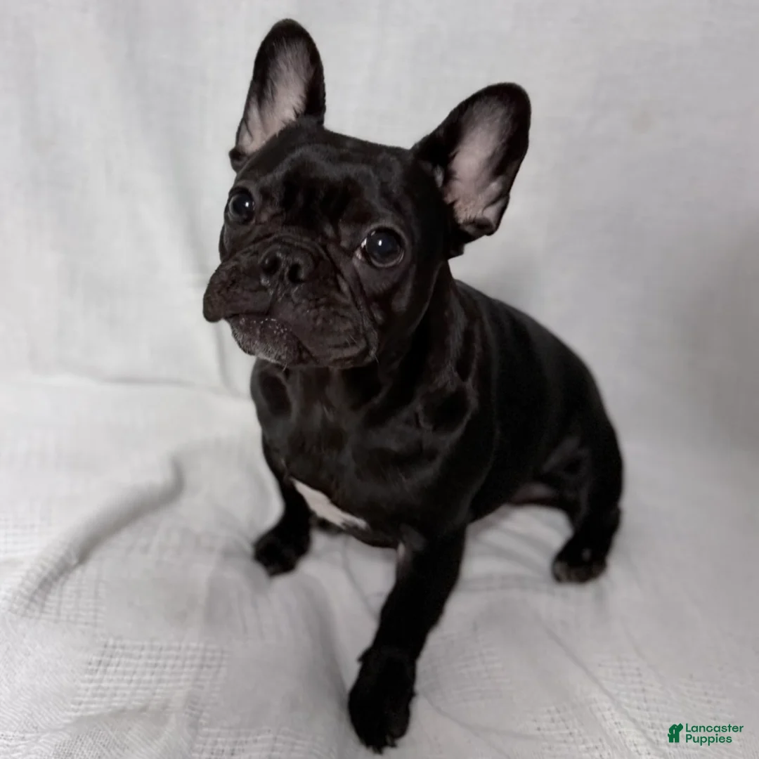 French Bulldog dogs for sale: Coco - Ad 2