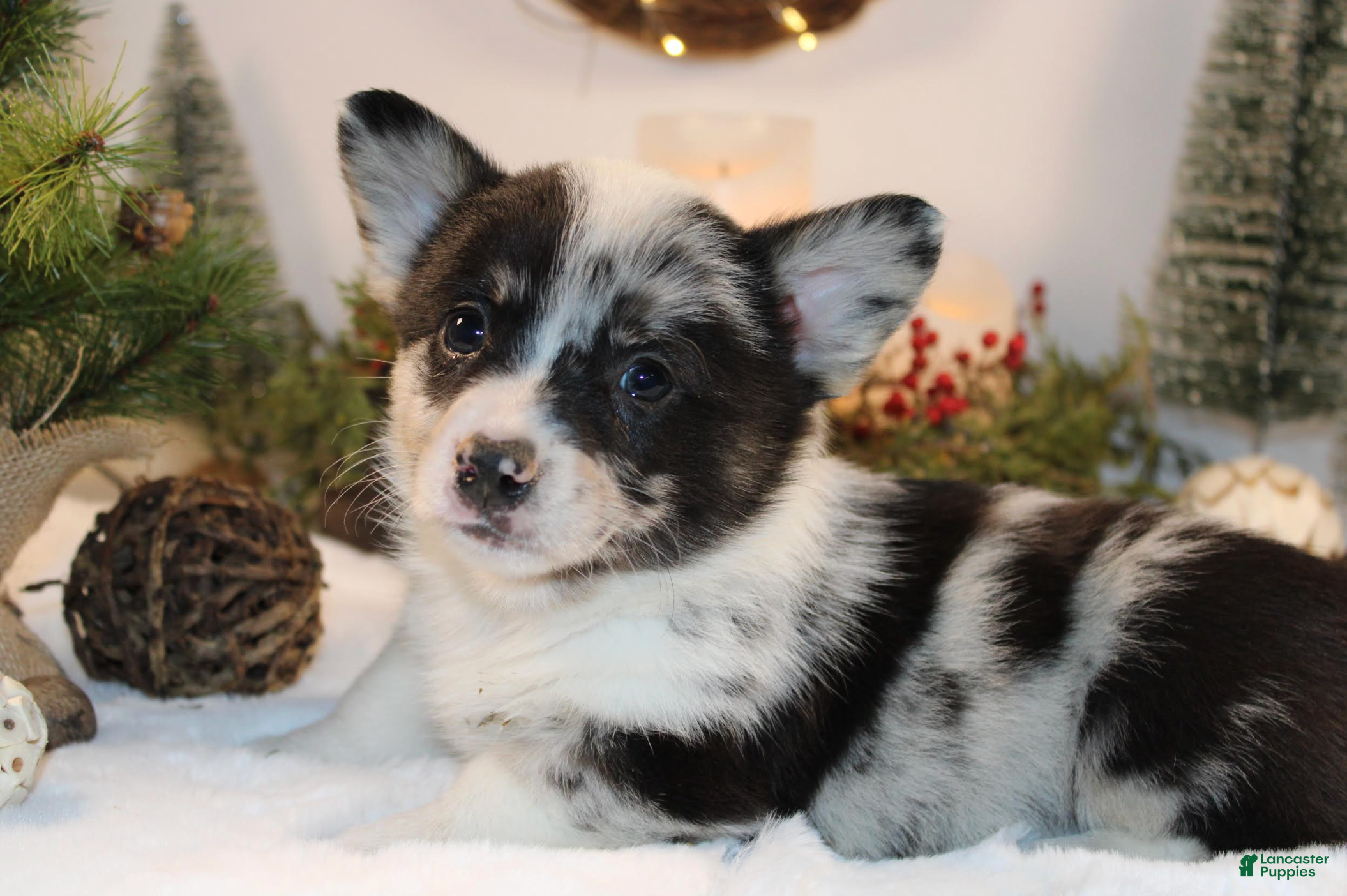 Welsh Corgi Pembroke dogs Buster - Ad 10