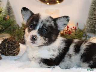 Welsh Corgi Pembroke dogs Buster - Ad 6