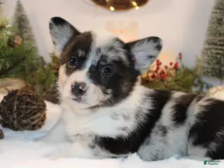 Welsh Corgi Pembroke dogs Buster - Ad 9