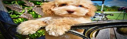 Havapoo dogs for sale: Gracie - Ad 6