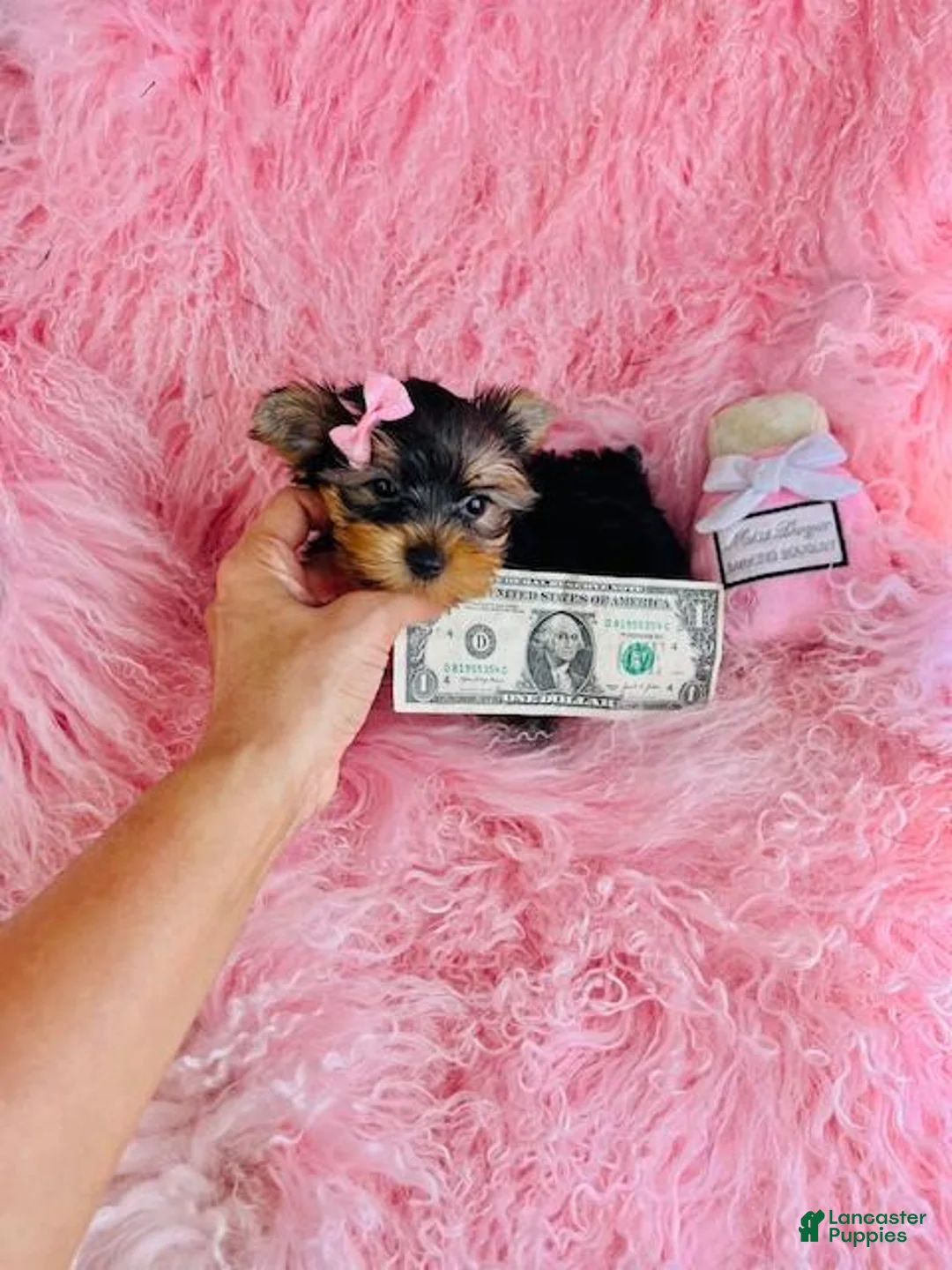 Yorkshire Terrier dogs for sale: Yorkshire Terrier 1 - Ad 1