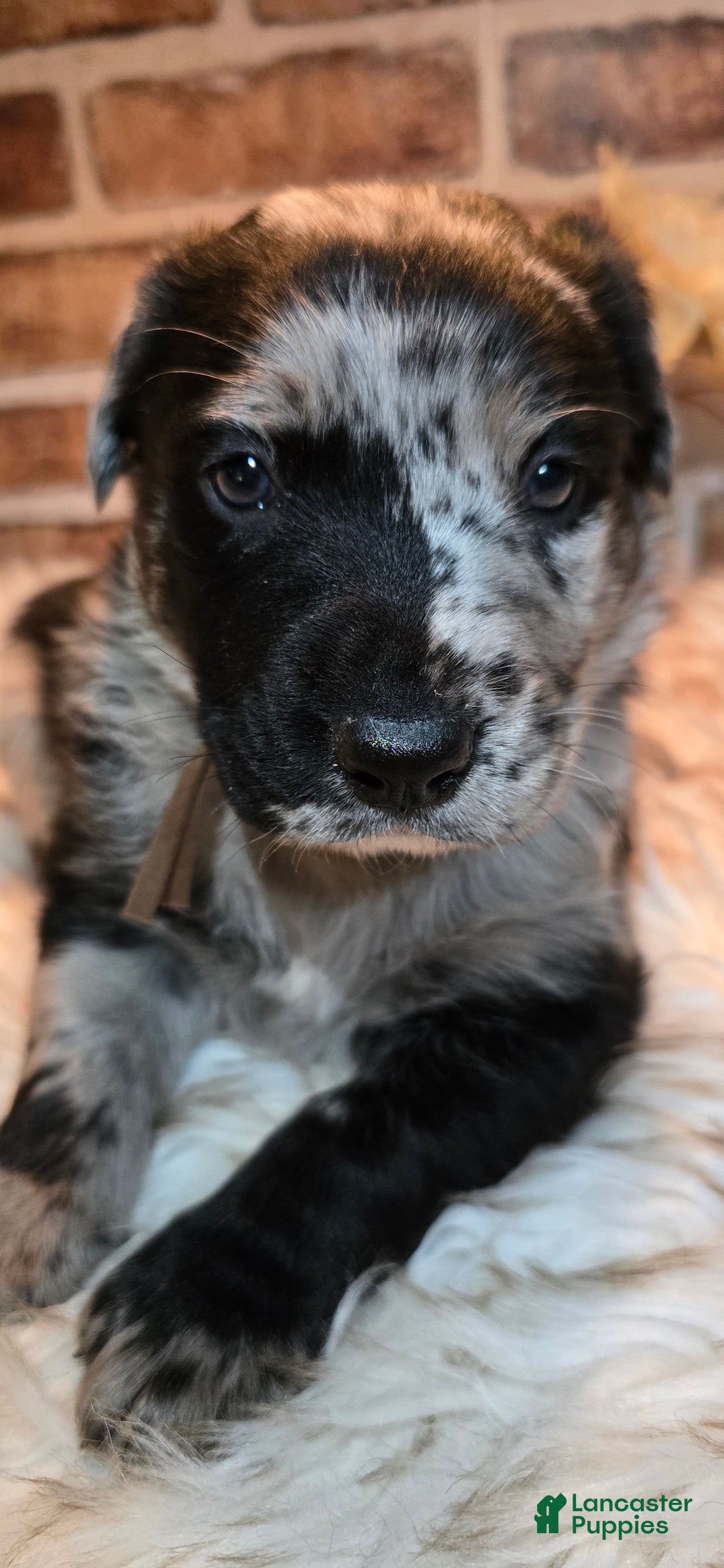 Mixed Breed dogs for sale: Atlas - Ad 12