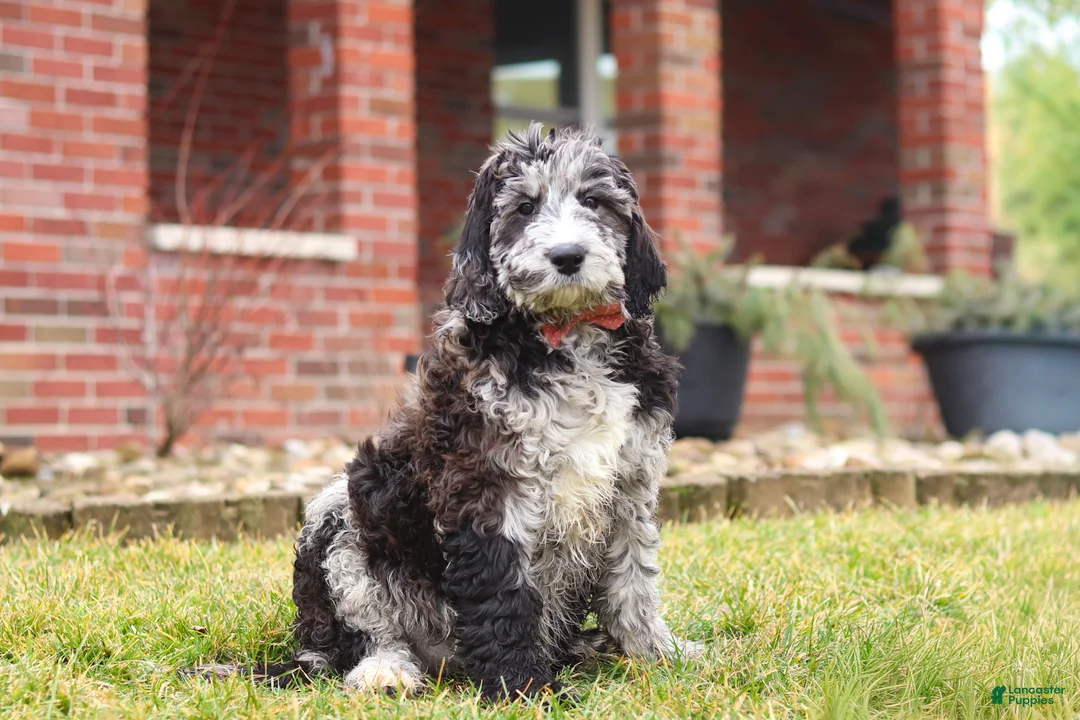 Newfypoo dogs for sale: Sasha - Ad 2