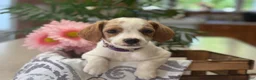 Mixed Breed dogs for sale: Queenie - Ad 5