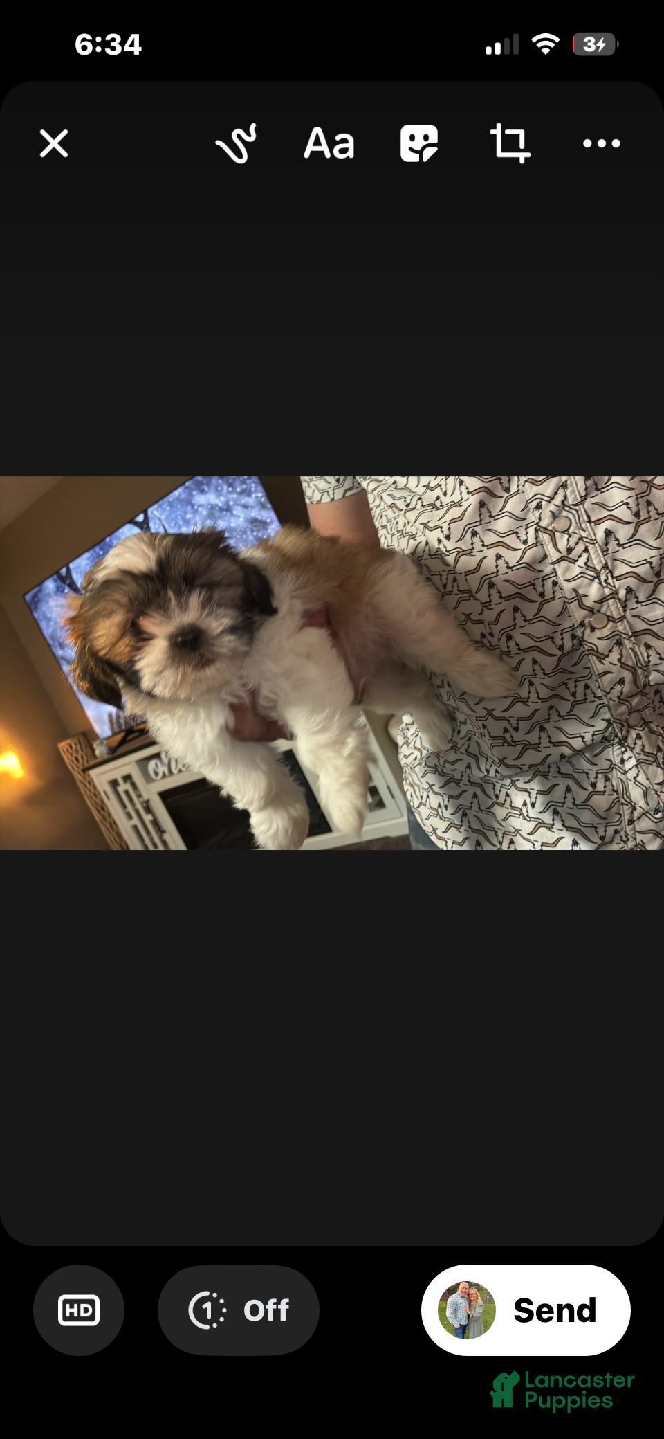 Shih Tzu dogs Shih Tzu 1 - Ad 37