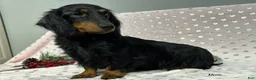 Miniature Dachshund dogs for sale: Annie - Ad 6