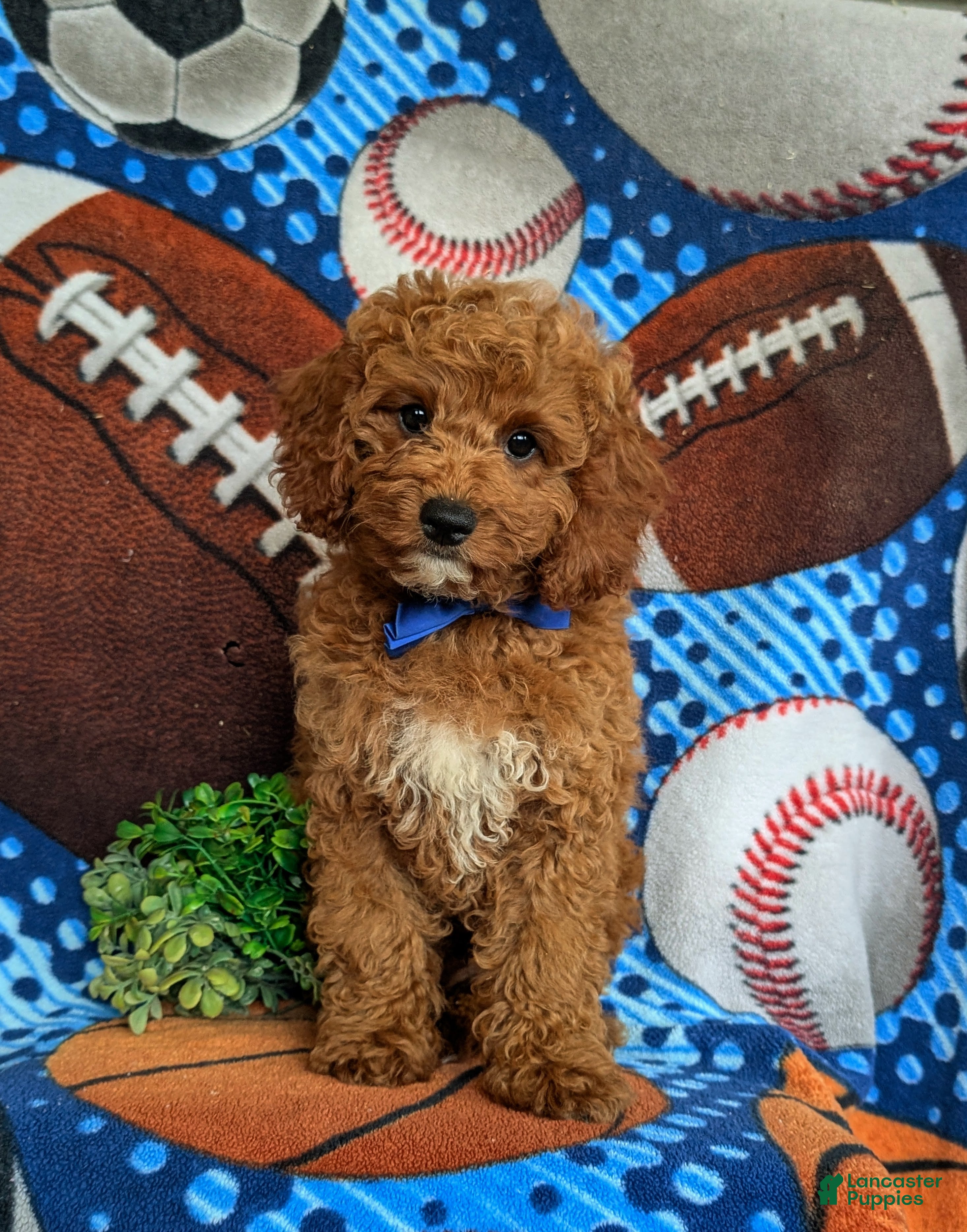 Cavapoo dogs Chase Hypoallergenic - Ad 1