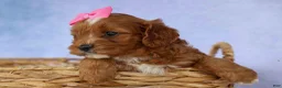 Cavapoo dogs for sale: Mia Rose🎀 - Ad 11