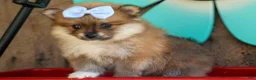 Pomeranian dogs for sale: Flossie  - Ad 20