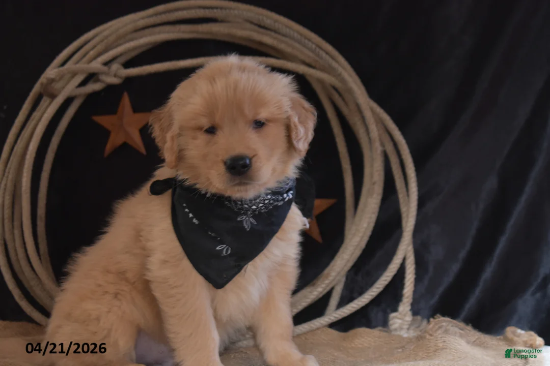 Golden Retriever dogs for sale: Kory - Ad 6