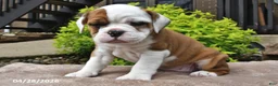 Beabull dogs for sale: Millie - Ad 2
