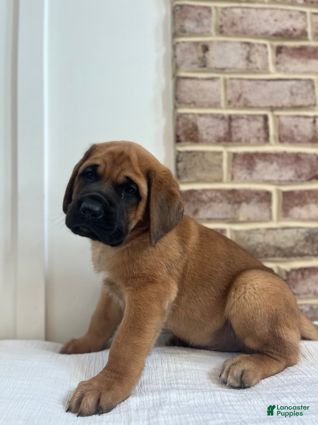 English Mastiff Puppies for sale Lancaster Puppies
