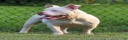 American Bully dogs for sale: American Bully 1 - Ad 4