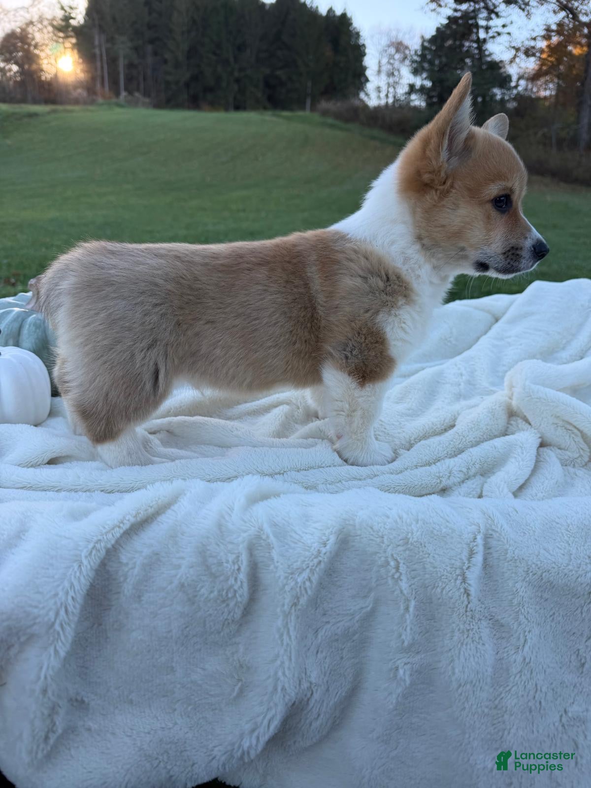 Welsh Corgi Pembroke dogs for sale: Lukas - Ad 1