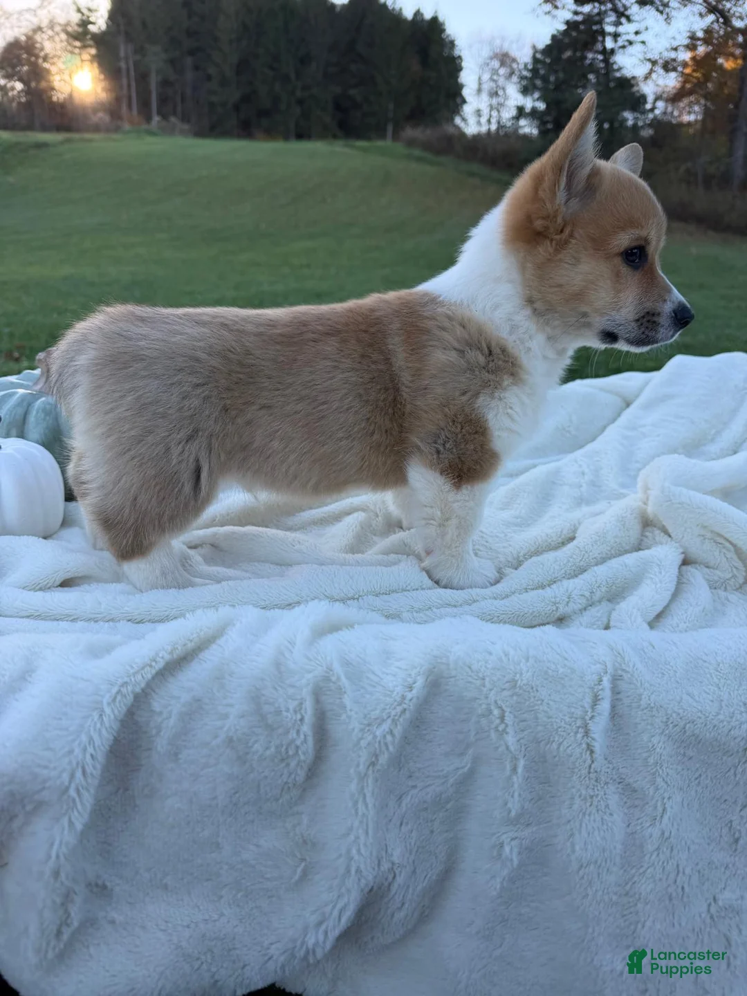 Welsh Corgi Pembroke dogs for sale: Lukas - Ad 1