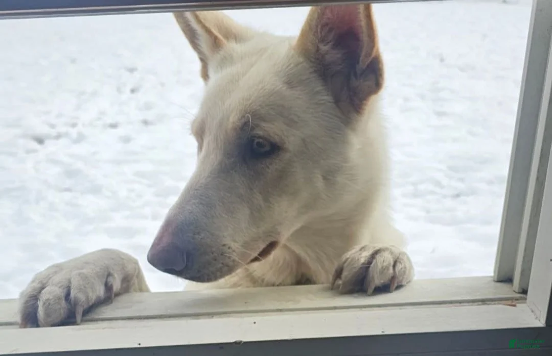 Mixed Breed dogs for sale: Max - Ad 2